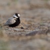 Skrivan obojkovy - Eremopterix nigriceps - Black-crowned Sparrow-Lark 0381